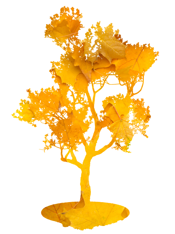 Passions, passions, Arbres, arbres, Jardins, jardins, Travaux , travaux, Élagage, élagage, espaces verts, Espaces verts, taille, Taille, nature, Nature, particuliers, Particuliers, professionnelles, Professionnelles, ain, Ain, Beaujolais, beaujolais, maconnais, Maconnais, Création, création, Entretien, entretiens, Parc, parc, Paysagiste, paysagiste, Abattage, abattage, Taille, taille