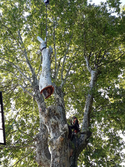 Passions, passions, Arbres, arbres, Jardins, jardins, Travaux , travaux, Élagage, élagage, espaces verts, Espaces verts, taille, Taille, nature, Nature, particuliers, Particuliers, professionnelles, Professionnelles, ain, Ain, Beaujolais, beaujolais, maconnais, Maconnais, Création, création, Entretien, entretiens, Parc, parc, Paysagiste, paysagiste, Abattage, abattage, Taille, taille