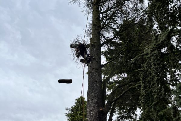 Élagage en cours - Chute d'une coupe - Passions Arbres Jardins
