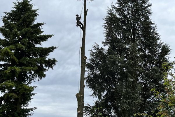 Ascension vers la cime d'un arbre - Élagage - Passions Arbres Jardins