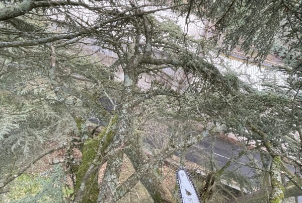 Matériel d'élagage - Passions Arbres Jardins