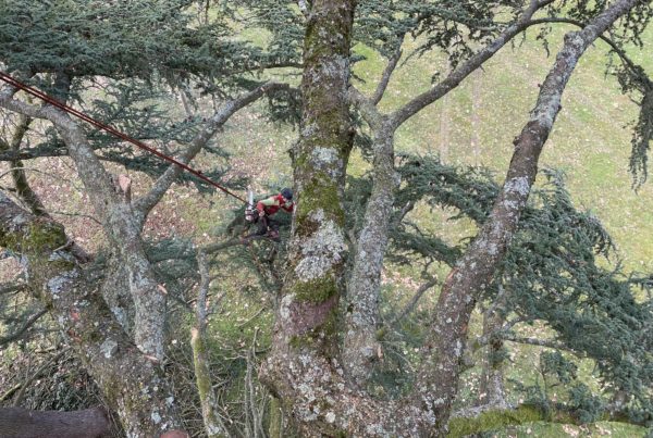 Élagage en cours - Passions Arbres Jardins