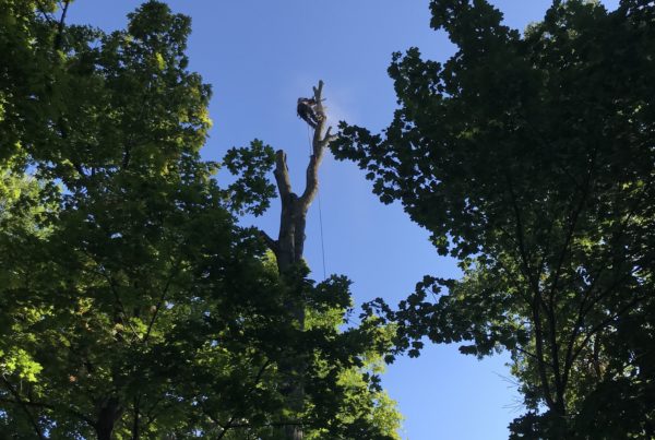 Taille d'un arbre à la cime - Passions Arbres Jardins